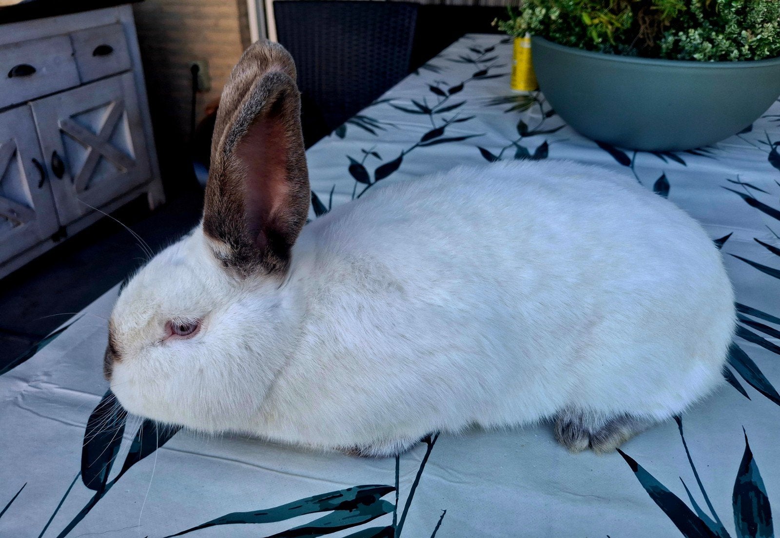 Rammelaar 1 jaar, Dieren en Toebehoren, Konijnen
