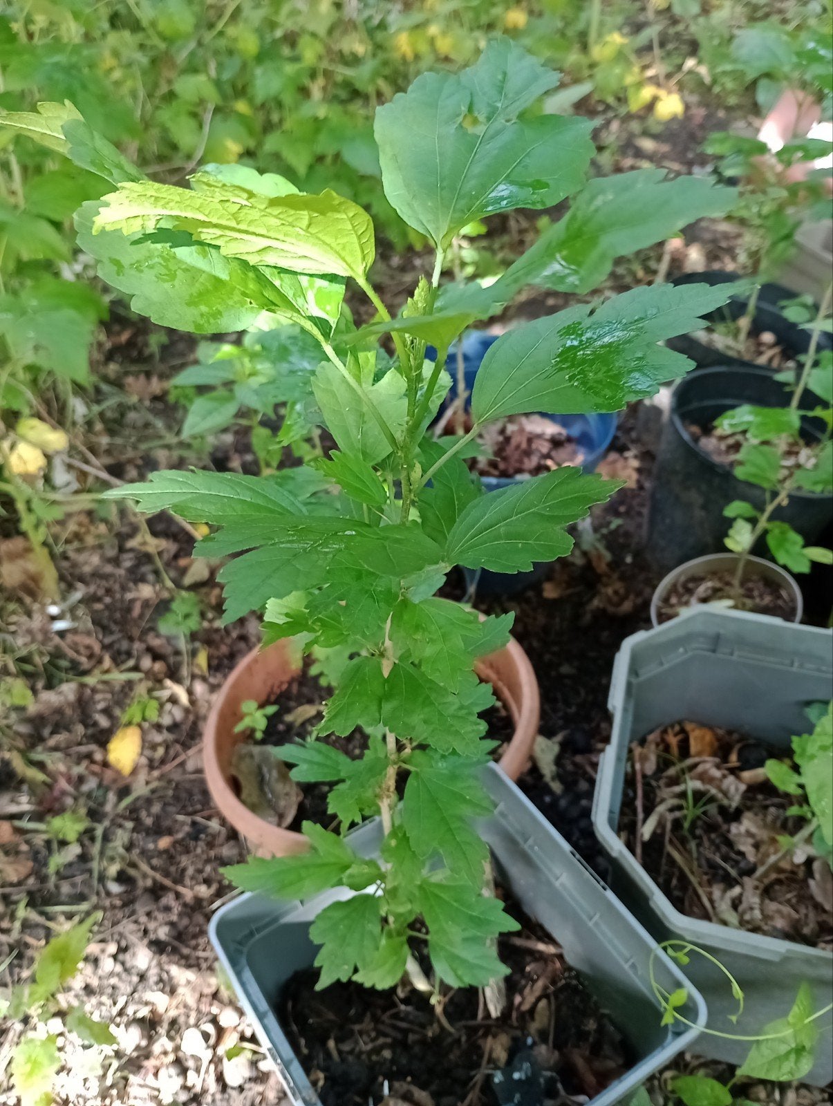 Blauwe Hibiscus plantjes, Tuin en Terras, Ophalen