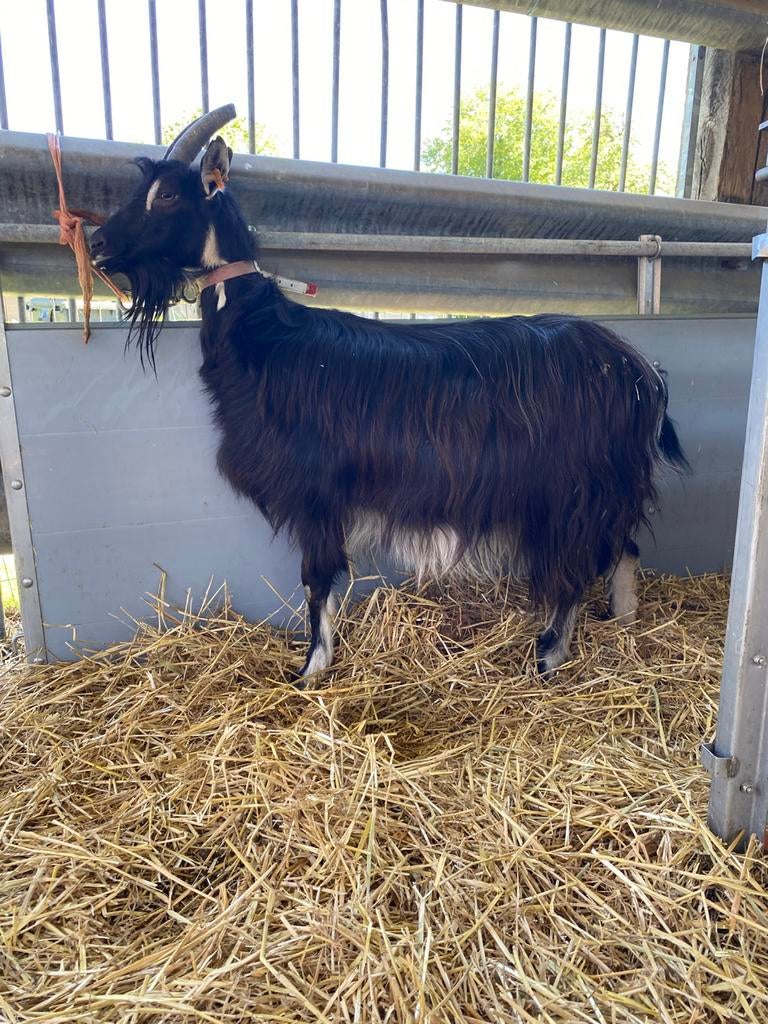 Poitevine geit, Dieren en Toebehoren, Geit
