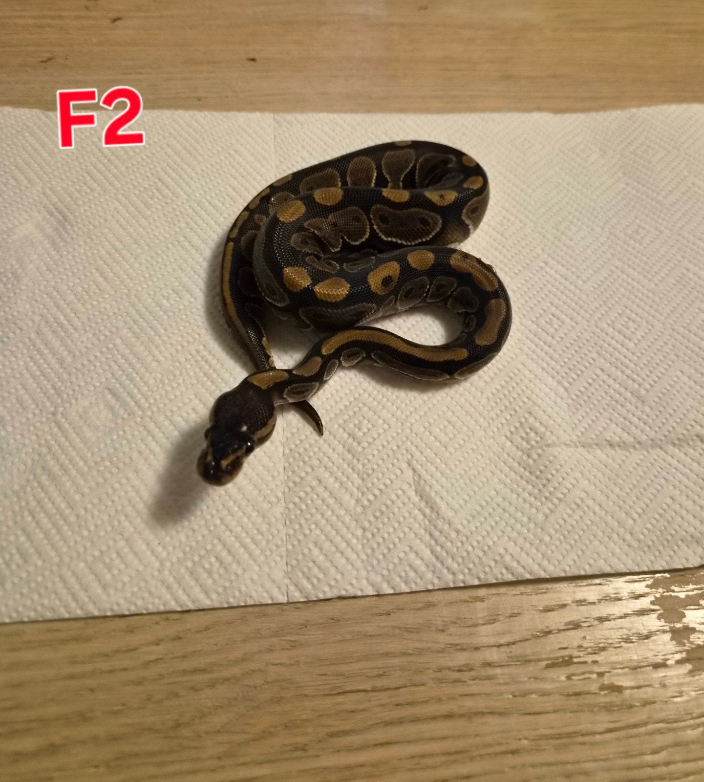 python regius juvénile classique (femelles) Ball Python - unknown for sale from Nitro nk
