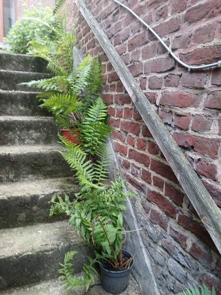 Fougère, plante, jardin, Jardin & Terrasse, Plantes | Jardin, Enlèvement ou Envoi, Bisannuelle, Fougères