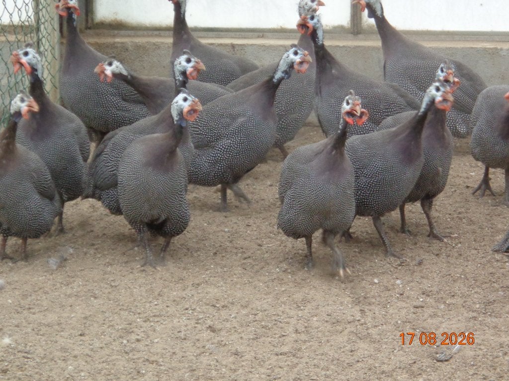 parelhoen, Animaux & Accessoires, Volatiles, Plusieurs animaux, Autres espèces