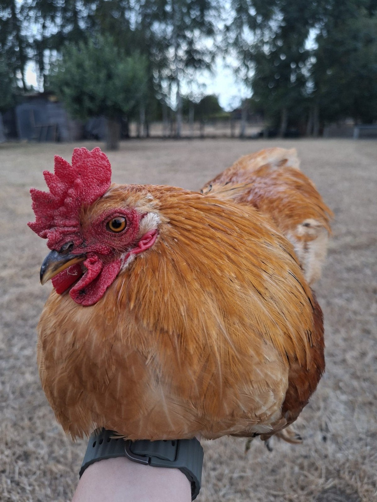 Jonge tamme haan, Dieren en Toebehoren, Mannelijk, Kip