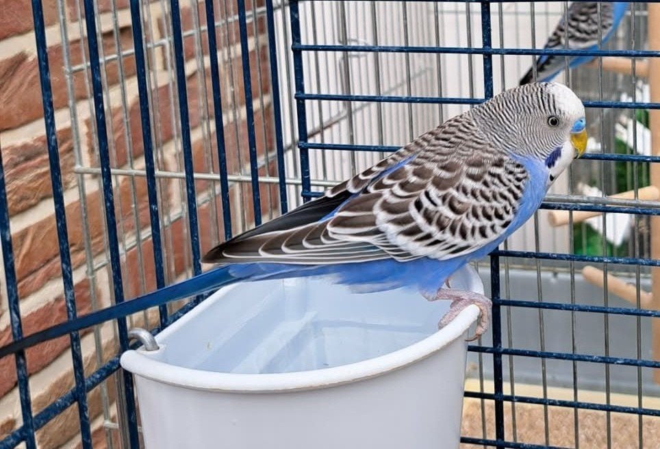 Grasparkiet, Dieren en Toebehoren, Mannelijk, Parkiet, Geringd