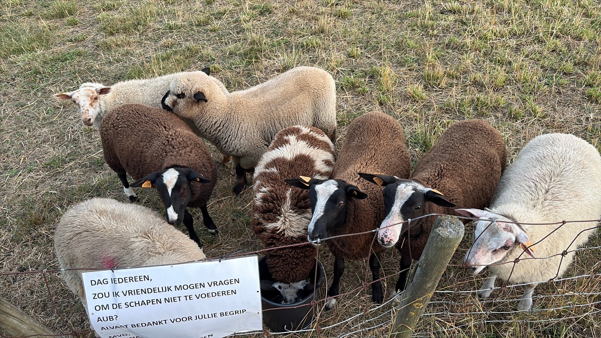 Lot de lampes Ram, Mâle, Mouton