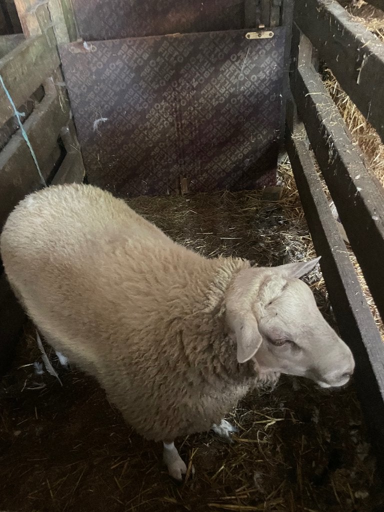 Schapen ram, Mannelijk, Schaap, 0 tot 2 jaar