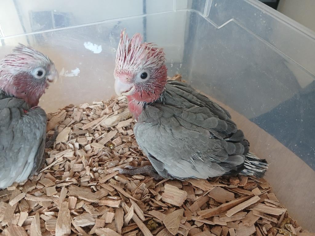 Cacatoès rosalbin, Plusieurs animaux, Perroquet, Parleur