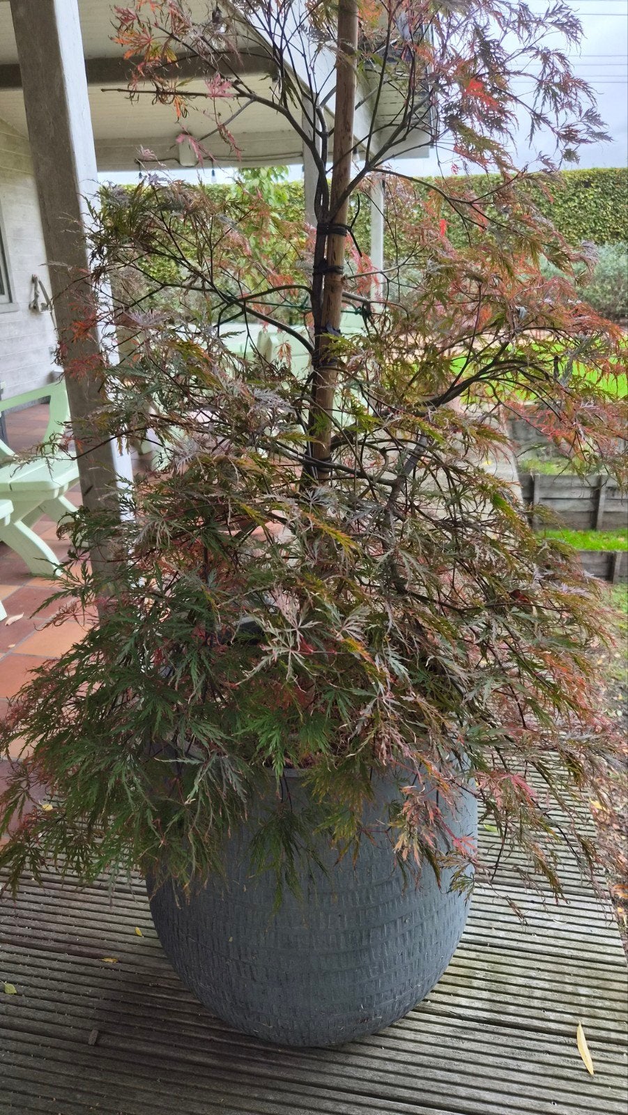 tuinplant, Tuin en Terras, Ophalen, Halfschaduw