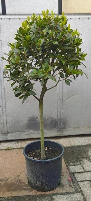 Laurus nobilis, Tuin en Terras, Ophalen