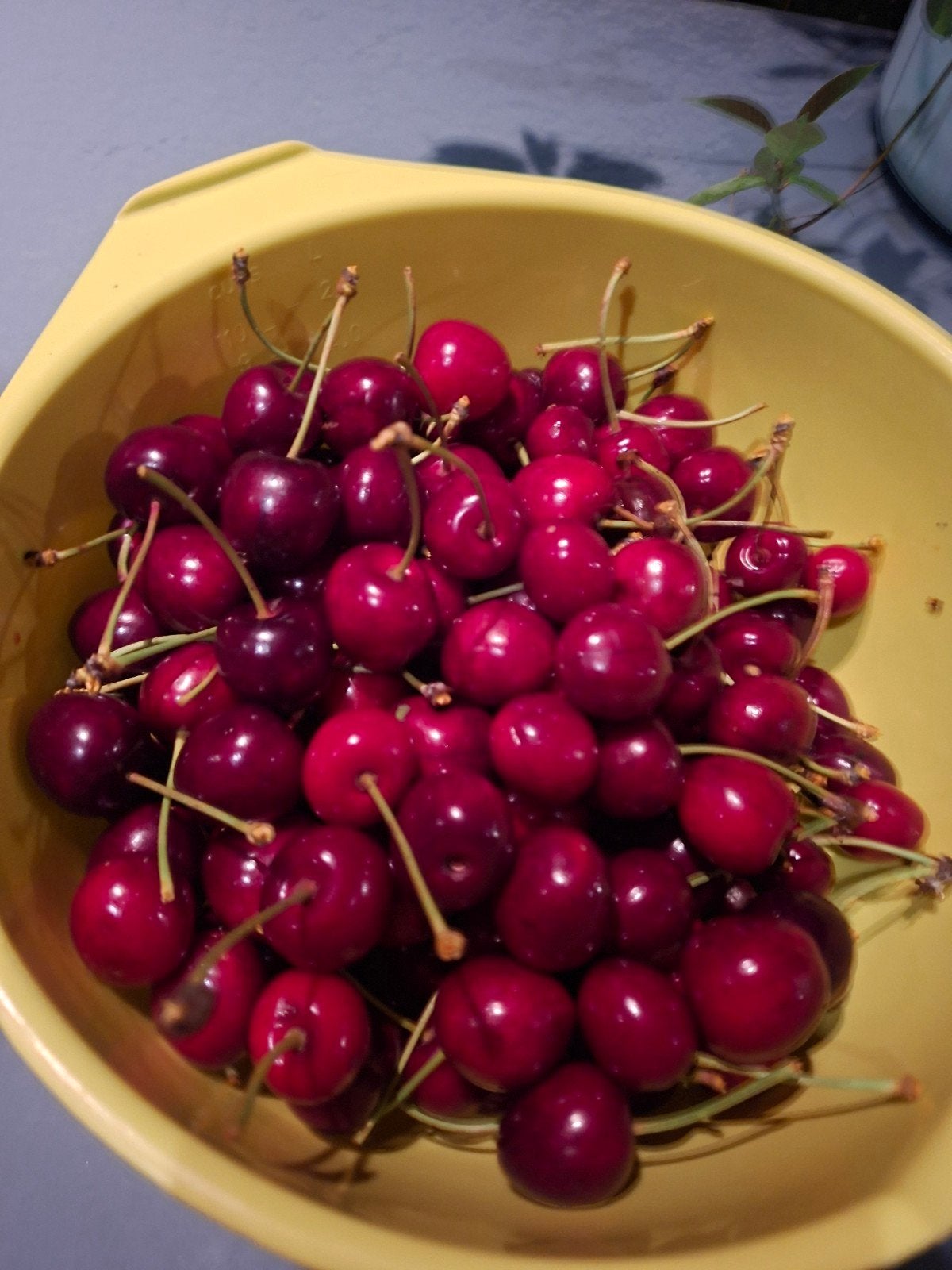 Verse kersen lekkere zoete, Tuin en Terras, Ophalen