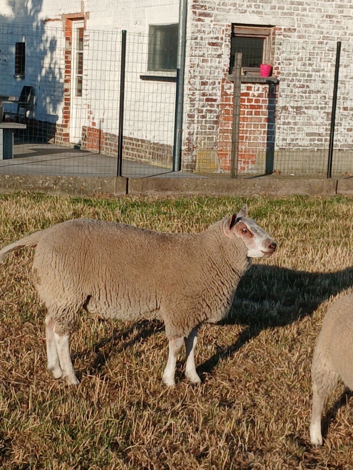 Bokken te koop, Dieren en Toebehoren, Mannelijk, Schaap, 0 tot 2 jaar