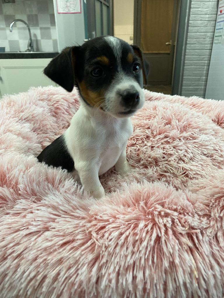 Jack Russel pup uit geteste ouders, Animaux & Accessoires, Chiens | Jack Russell & Terriers, Chienne, Jack Russel Terrier, Éleveur | Loisir