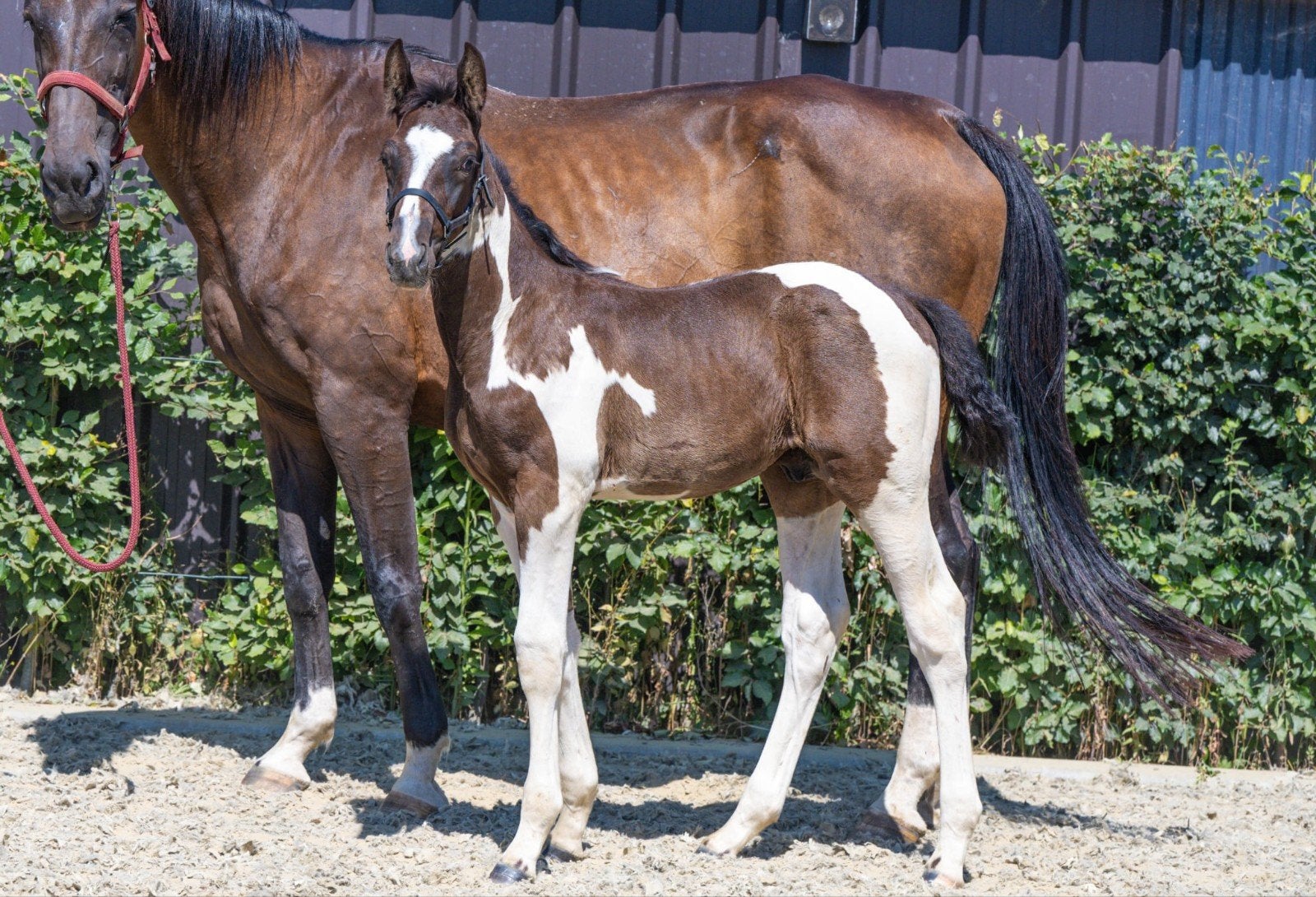 Bont hengstenveulen van Rex ter Linden, Hengst, 0 tot 2 jaar