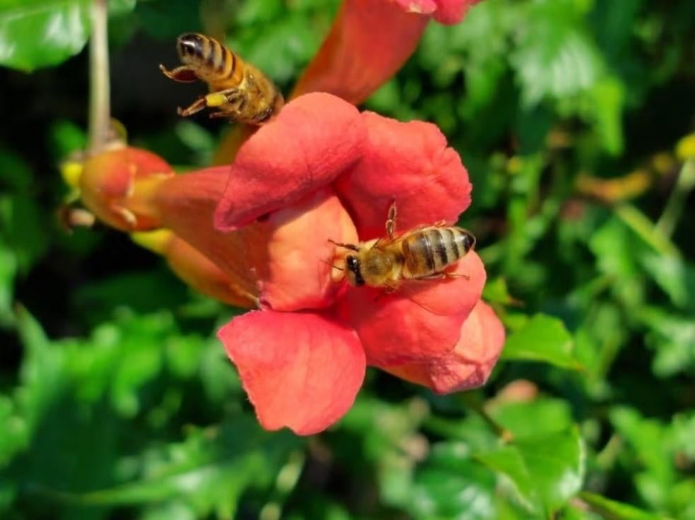 Trompetbloem, Tuin en Terras, Bloembollen en Zaden, Ophalen
