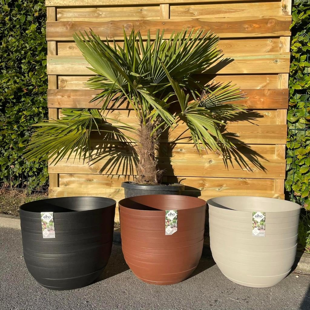 ‼️palmbomen trachycarpus fortunei aan stuntprijzen ‼️, Jardin & Terrasse, Bacs à fleurs & Jardinières, Enlèvement