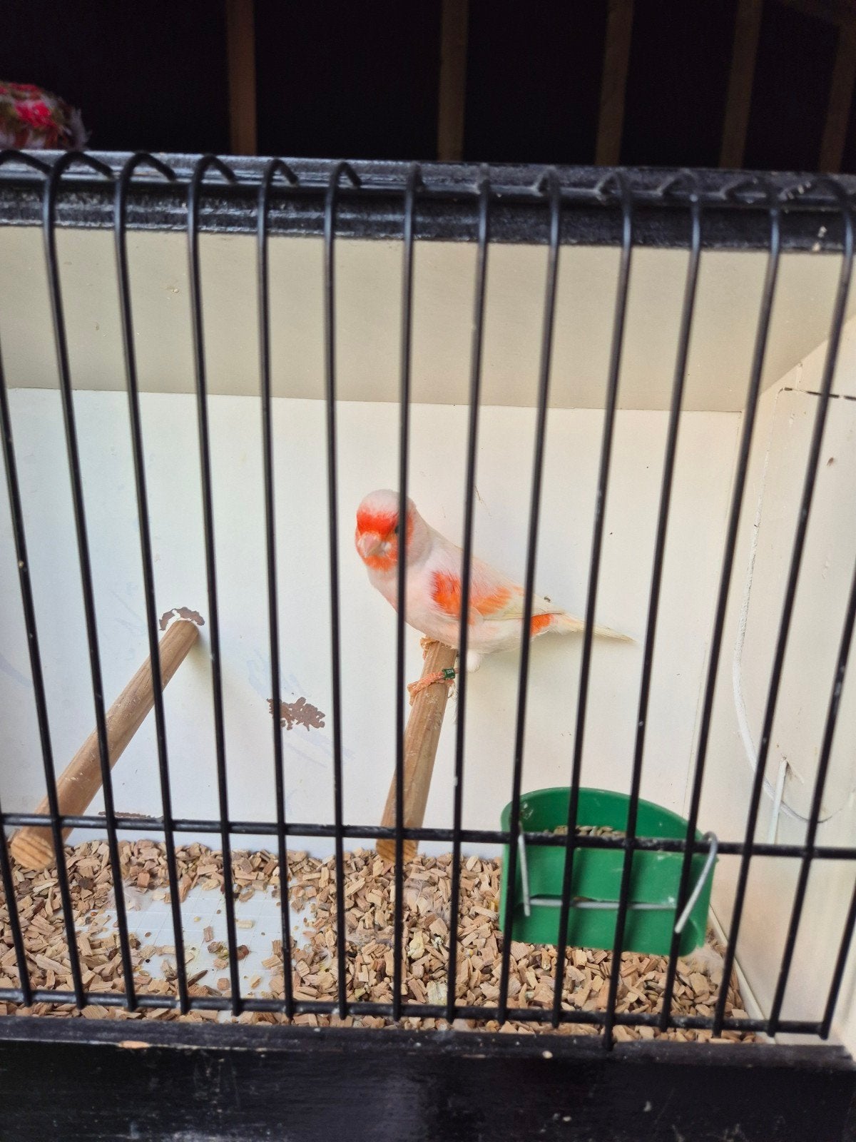 rood mozaïek kanaries, Dieren en Toebehoren, Meerdere dieren, Kleurkanarie