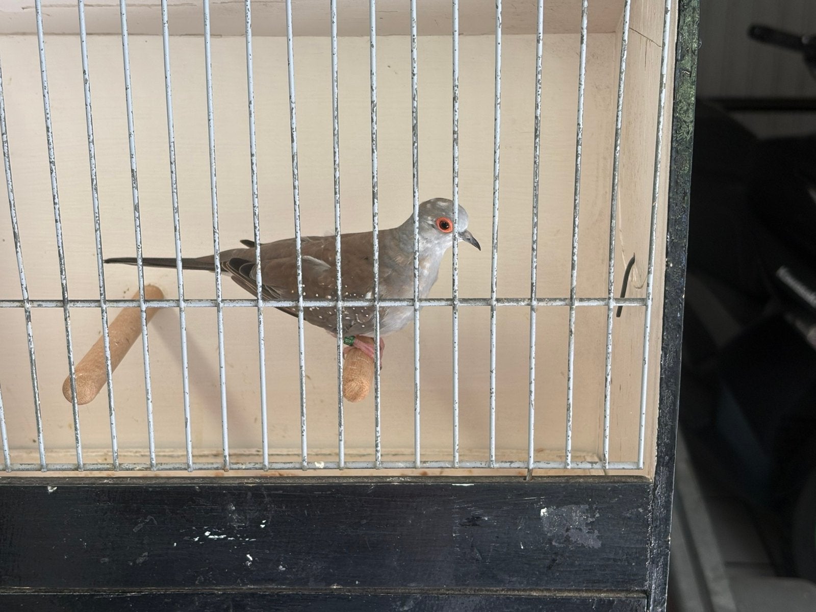 Bonte diamant duifjes, Animaux & Accessoires, Oiseaux | Oiseaux Autre, Bagué