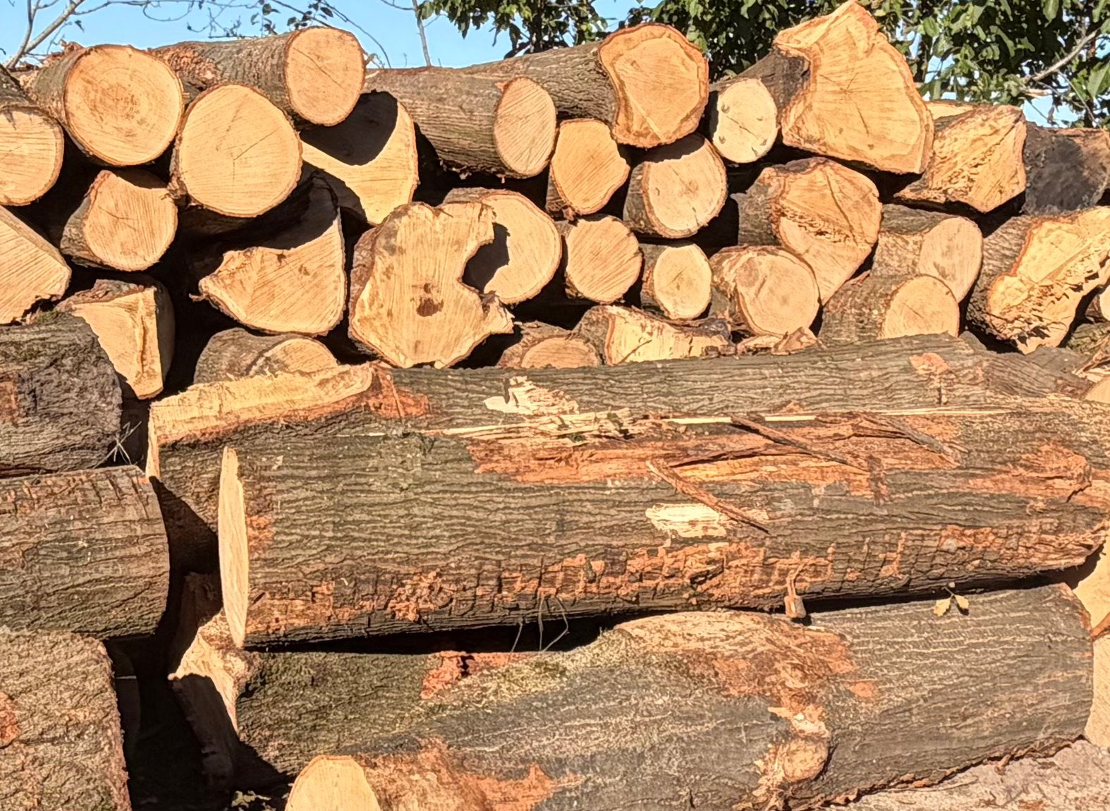 Haardhout op stam, Tuin en Terras, 3 tot 6 m³, Ophalen, Eikenhout, Stammen