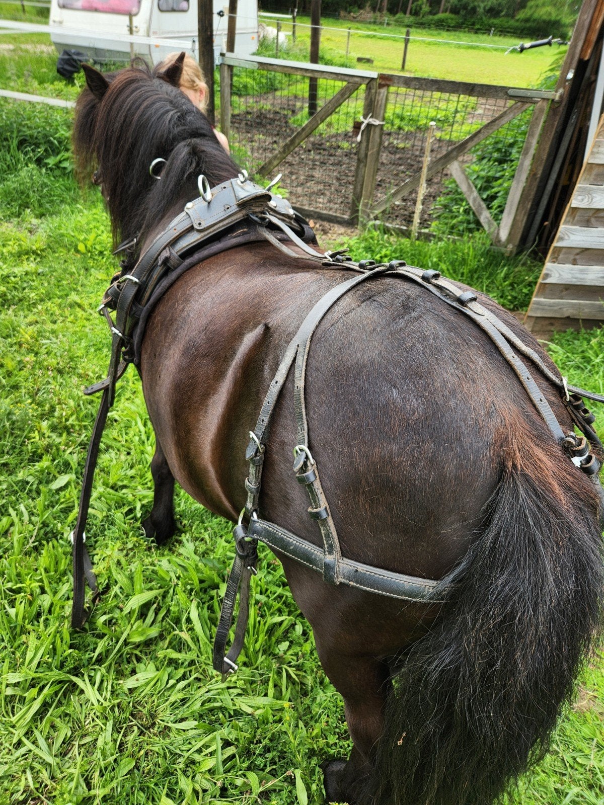 Mentuig mini shet, Dieren en Toebehoren, Sulky