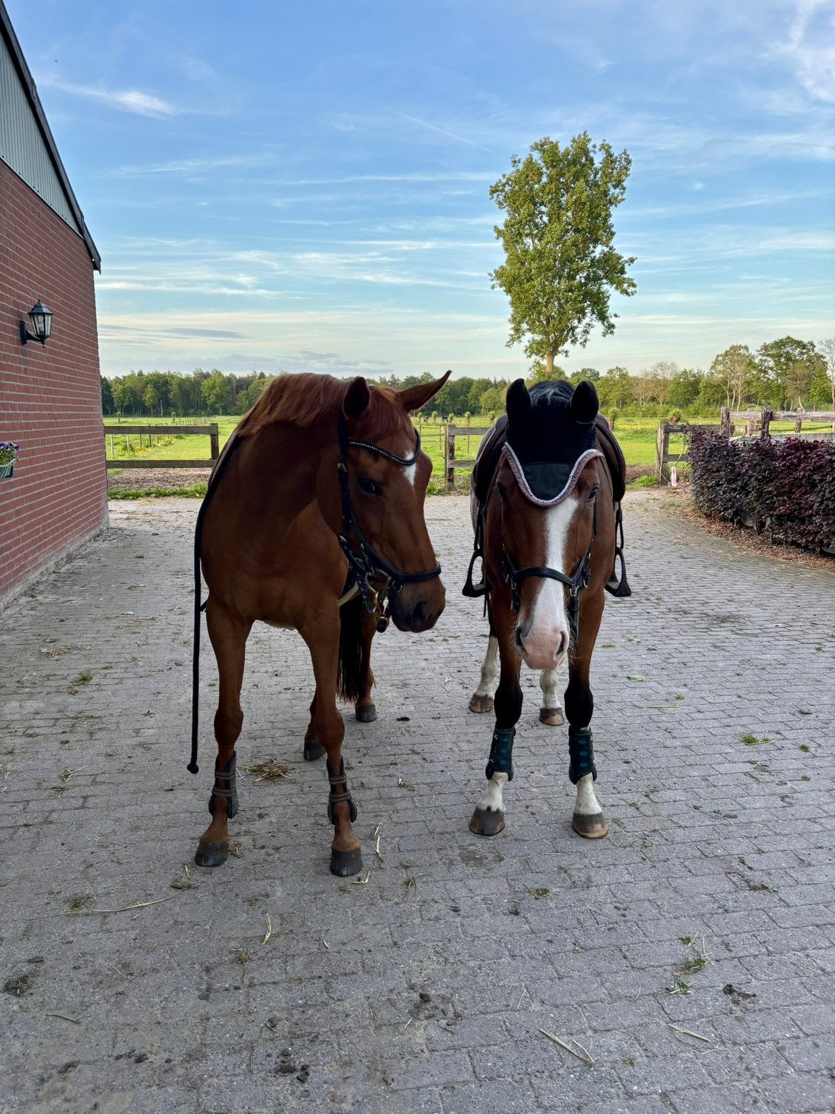 Bijrijder gezocht, Enlèvement, Neuf