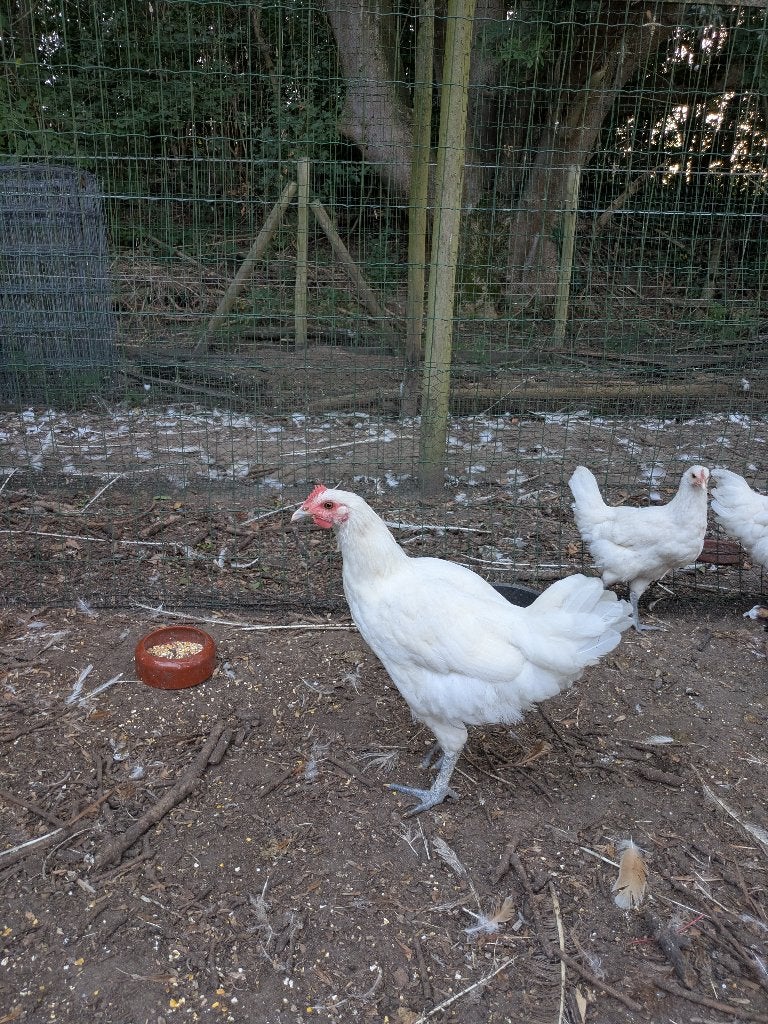 Jonge kippen, Geslacht onbekend, Kip