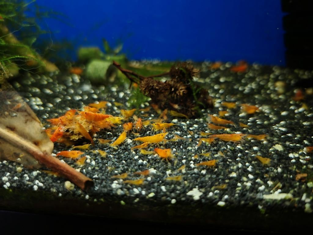 Neocaridina Orange