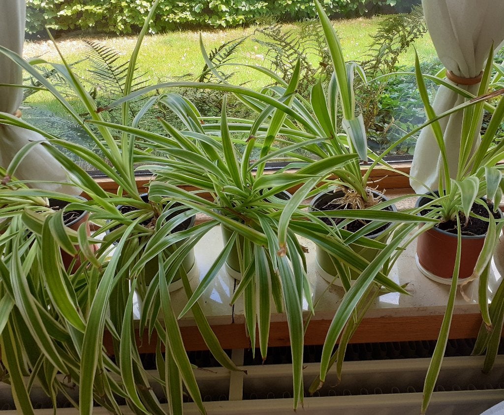 Chlorophytums, Ophalen, Overige soorten, Halfschaduw, In pot