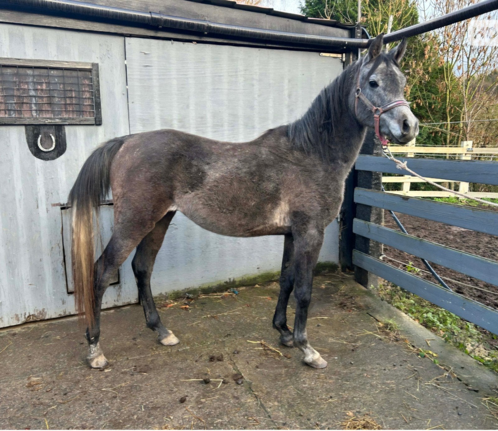 Chique Arabische hengst
