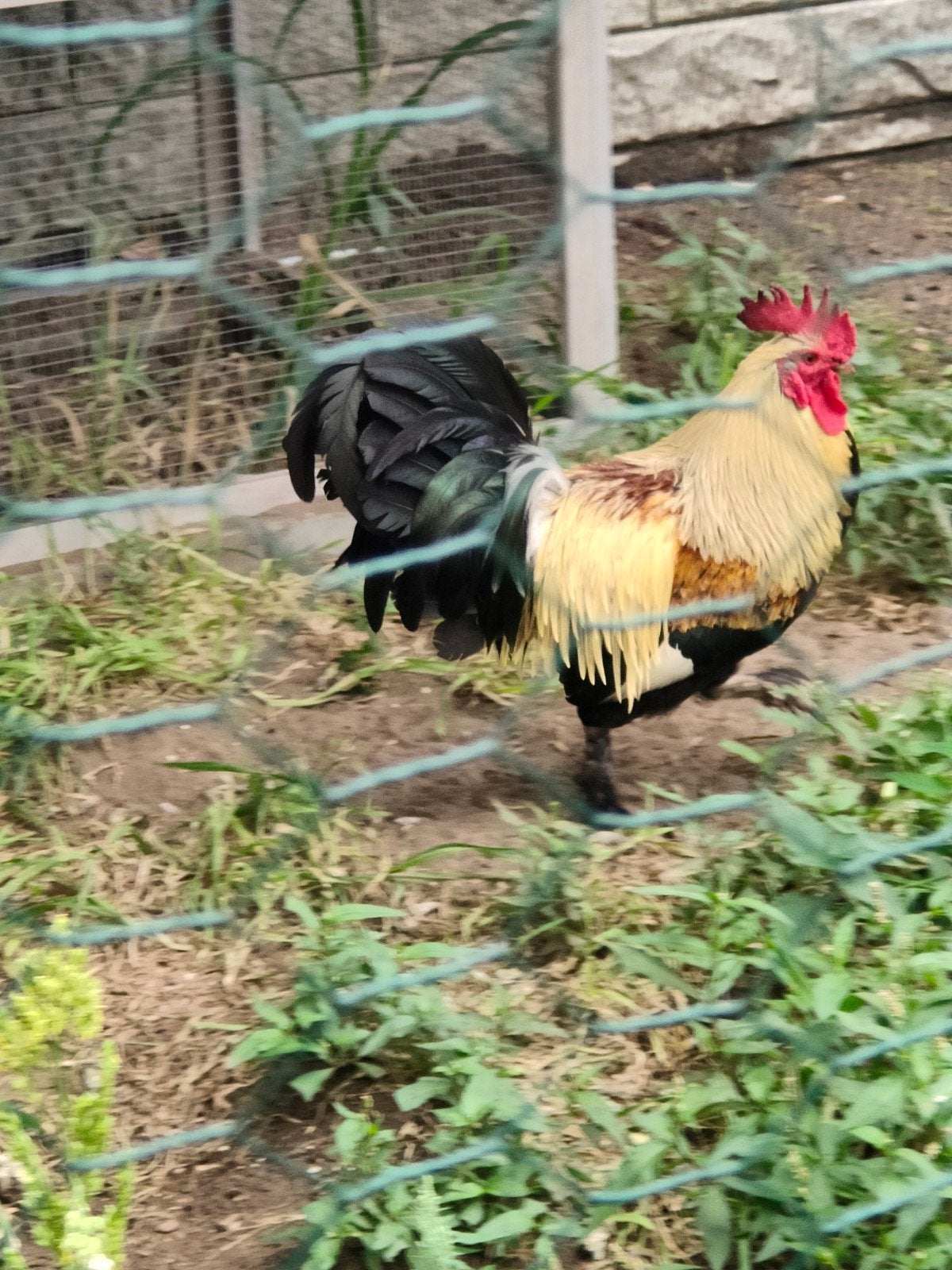 Hanen, Dieren en Toebehoren, Pluimvee, Mannelijk, Overige soorten
