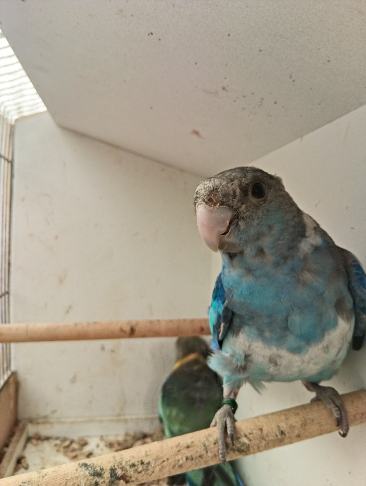 barnard, Animaux & Accessoires, Oiseaux | Perruches & Perroquets, Plusieurs animaux, Perruche, Bagué