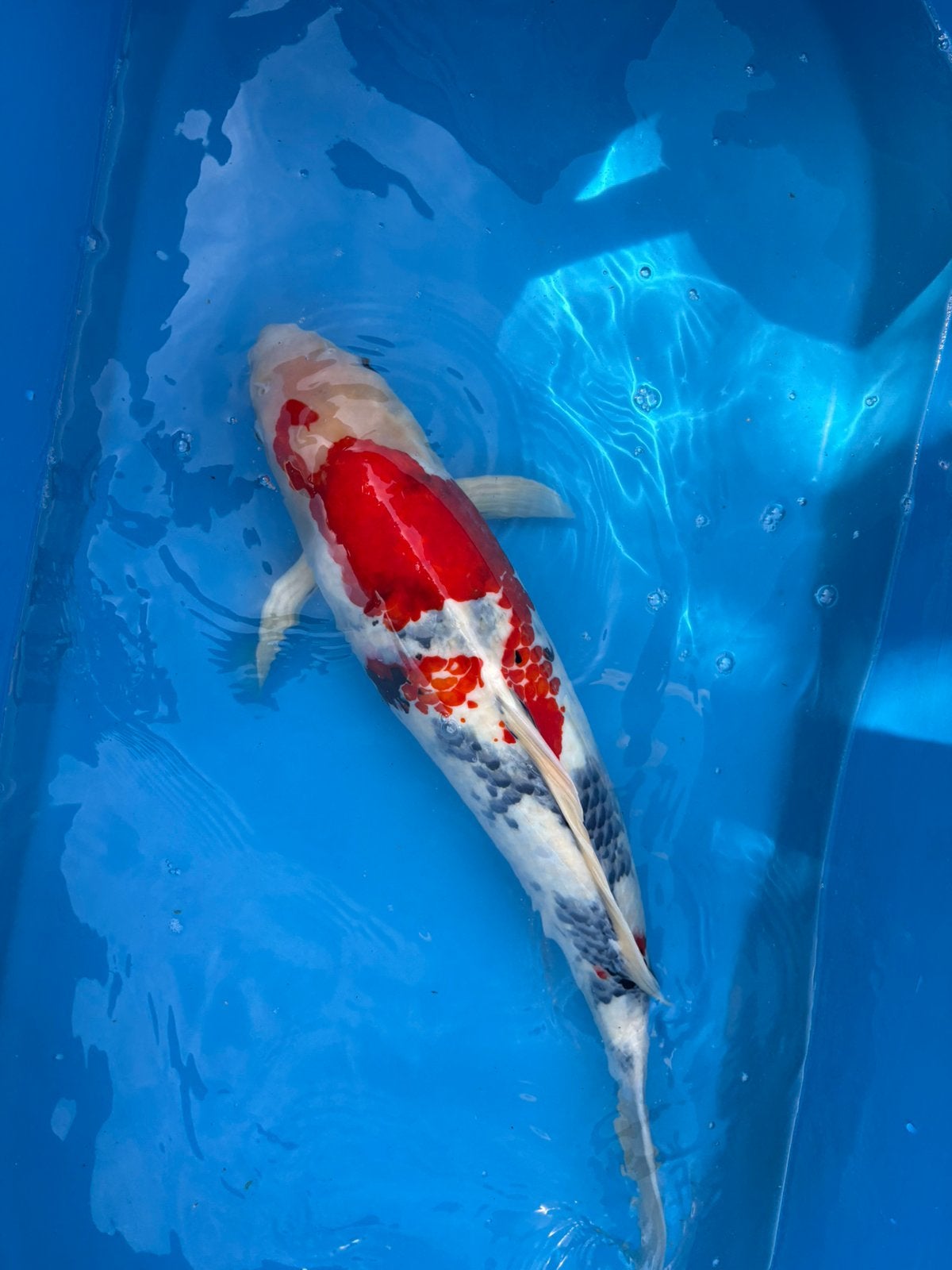 Dainichi showa - 60 cm - 3 yr, Animaux & Accessoires, Poissons | Poissons d'étang