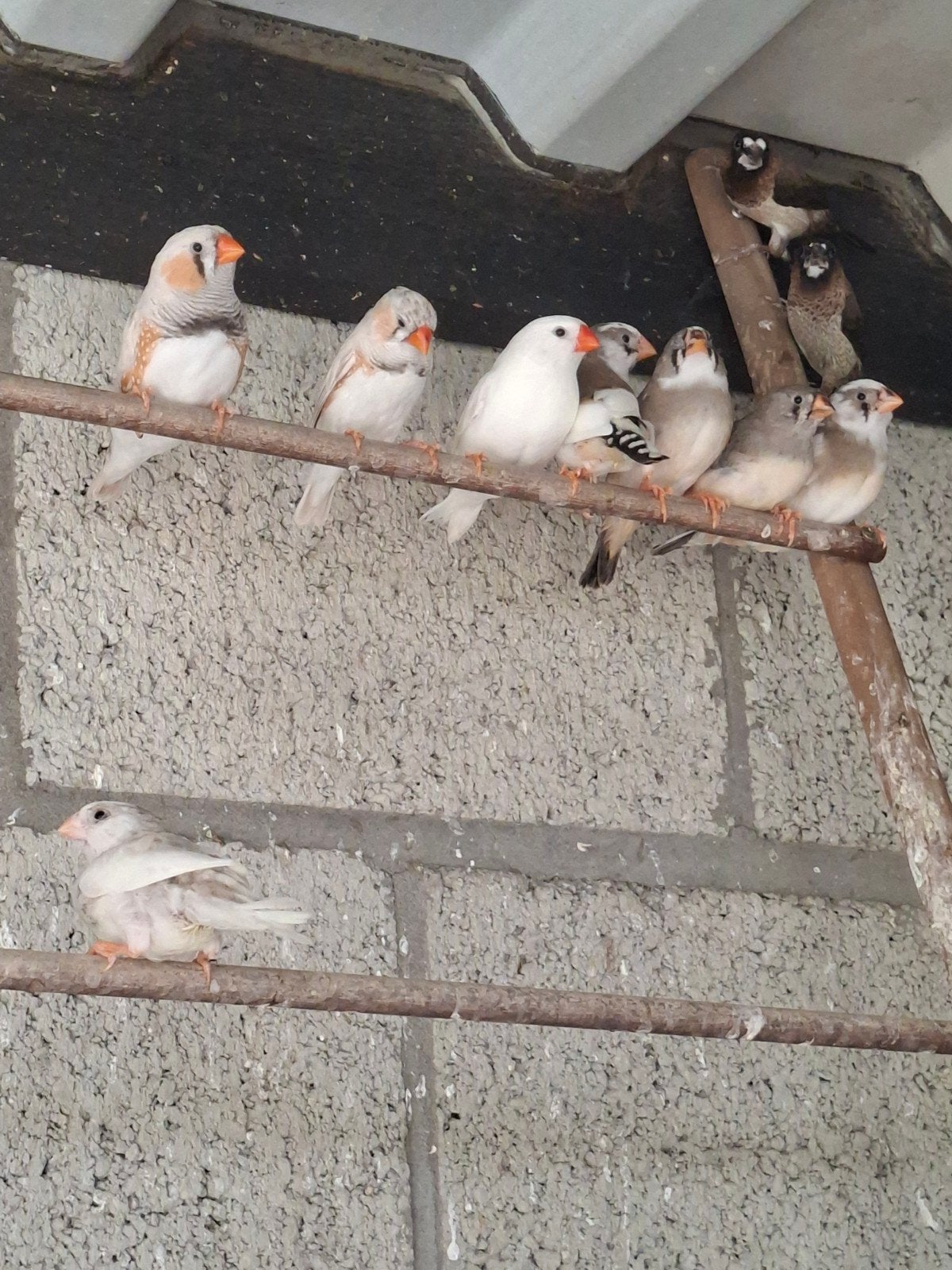 Japanse meeuwen en zebravinken, Dieren en Toebehoren