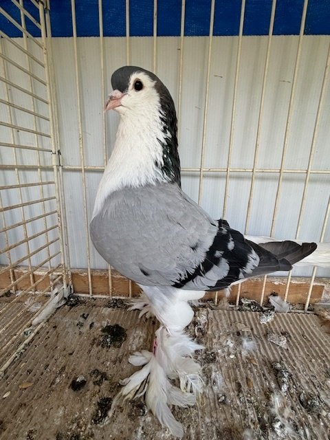 Lahore sierduiven, Dieren en Toebehoren, Vogels | Duiven