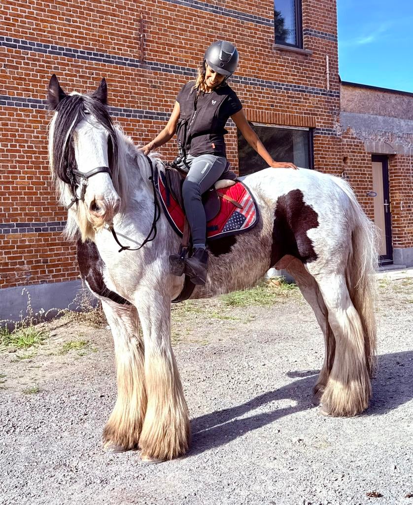 Stevige toffe allrounder, Dieren en Toebehoren, Paarden, B, Ruin, 160 tot 165 cm, 11 jaar of ouder