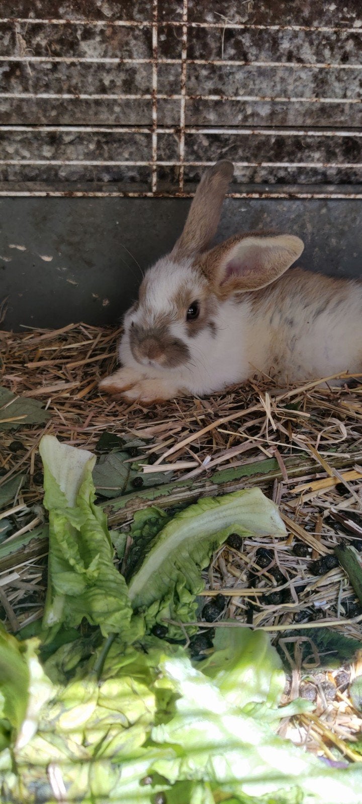 Jonge dwergkonijntjes, Dieren en Toebehoren, Konijnen, Meerdere dieren, Klein, 0 tot 2 jaar