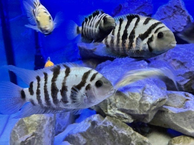 Jonge zebra cichliden - laatste +/- 20 stuks voor 15€!!!!!, Dieren en Toebehoren, Vis, Zoetwatervis