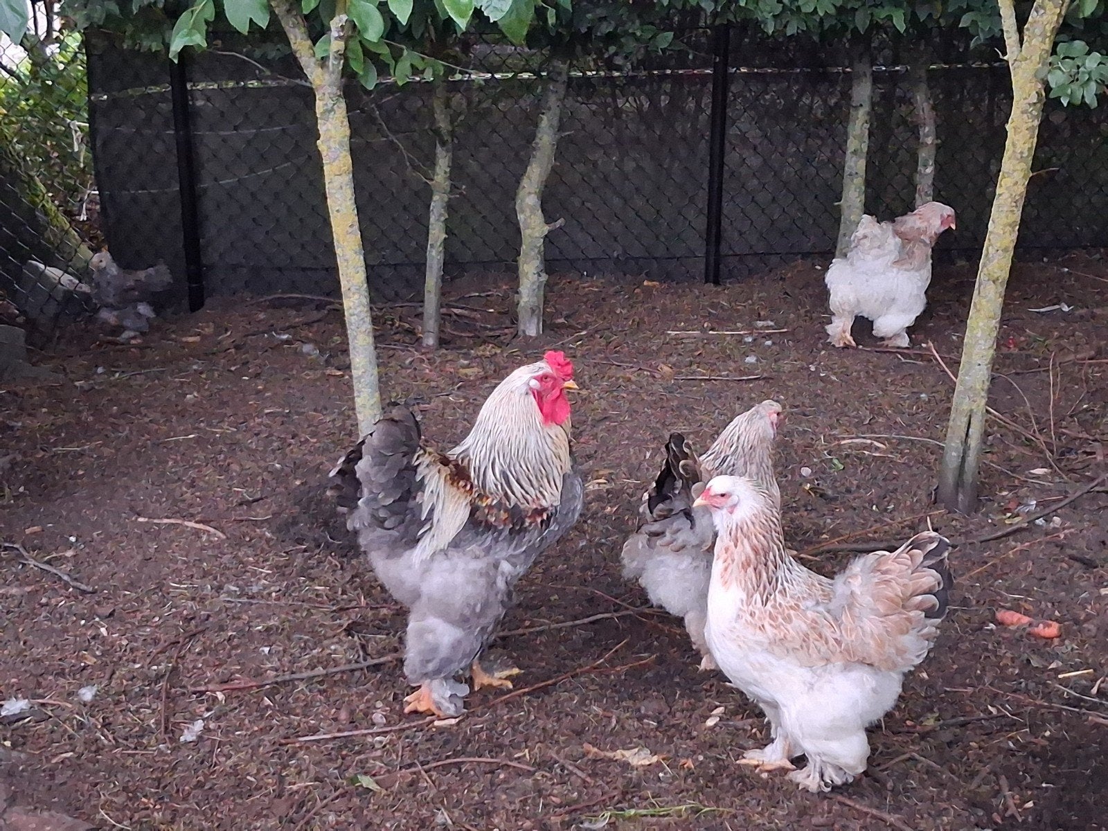 Broedeieren Brahma Zalm, Dieren en Toebehoren