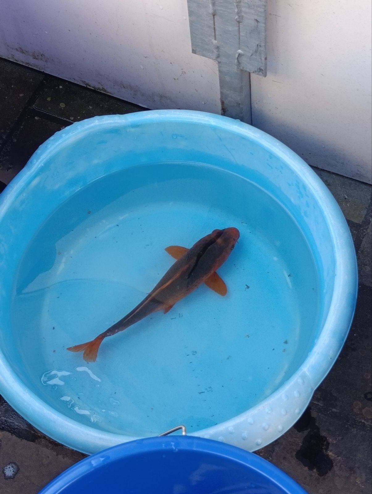 Japanse koi aka matsuba, Dieren en Toebehoren, Vissen | Vijvervissen