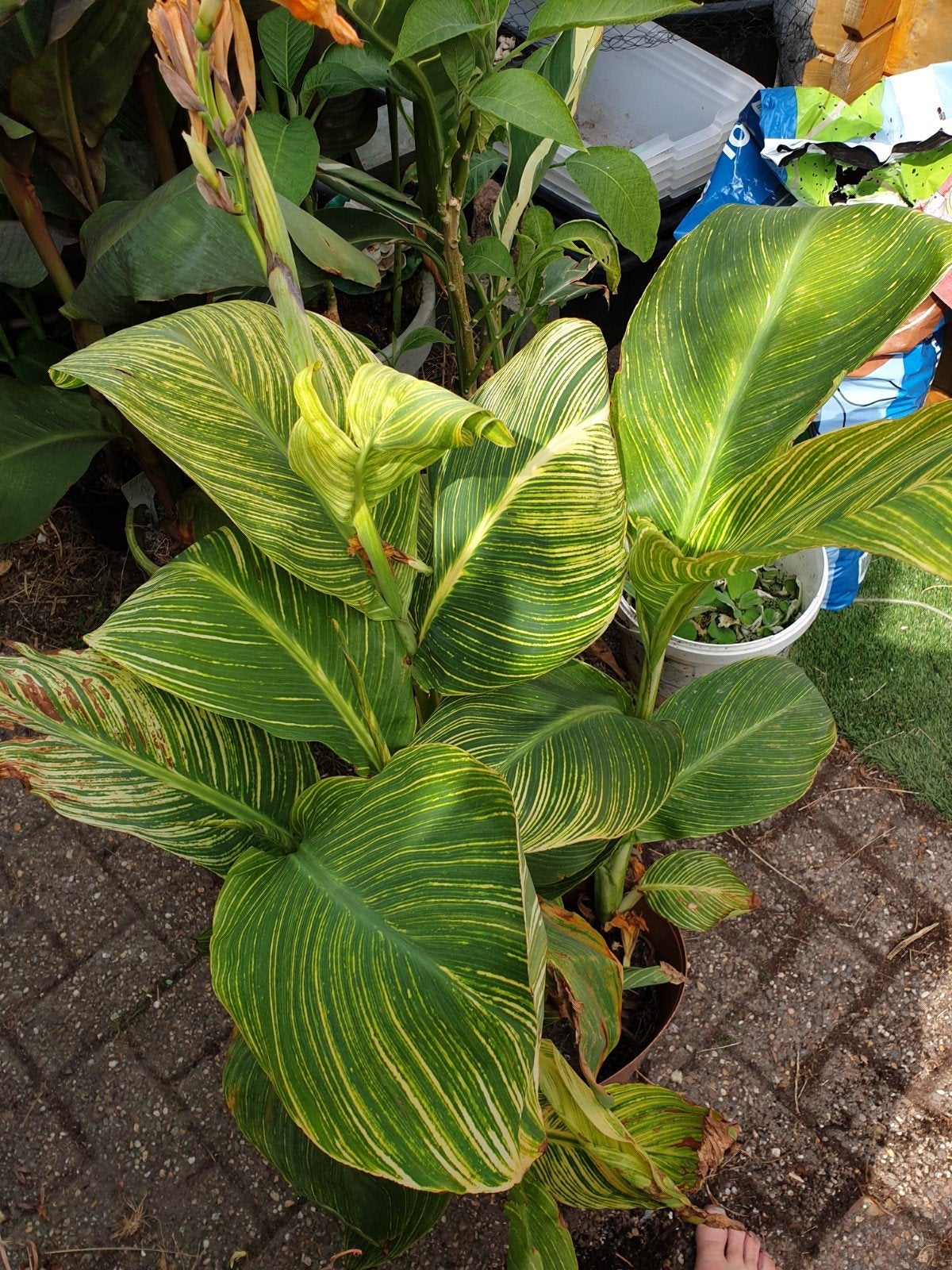 CANNA INDICA PRETORIA, Jardin & Terrasse, Enlèvement