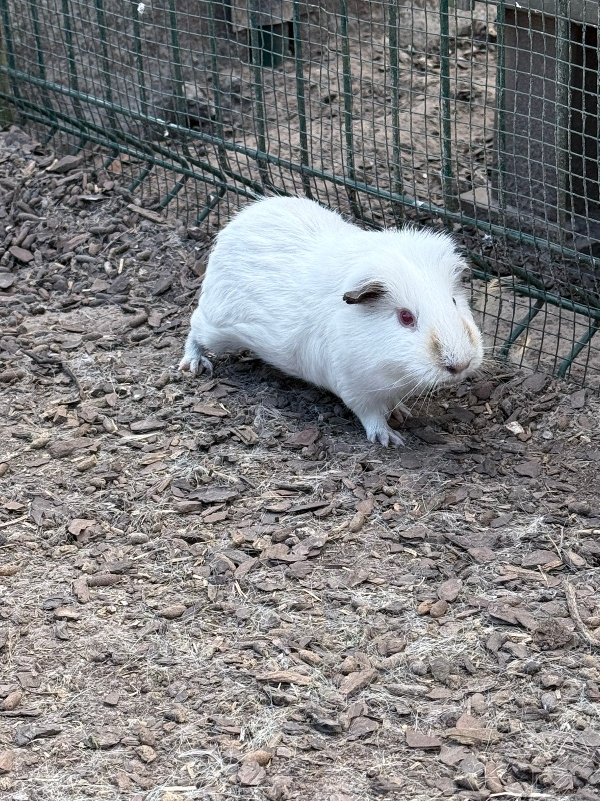Cavia beertje te koop!, Mannelijk, Tam, Maart, Cavia