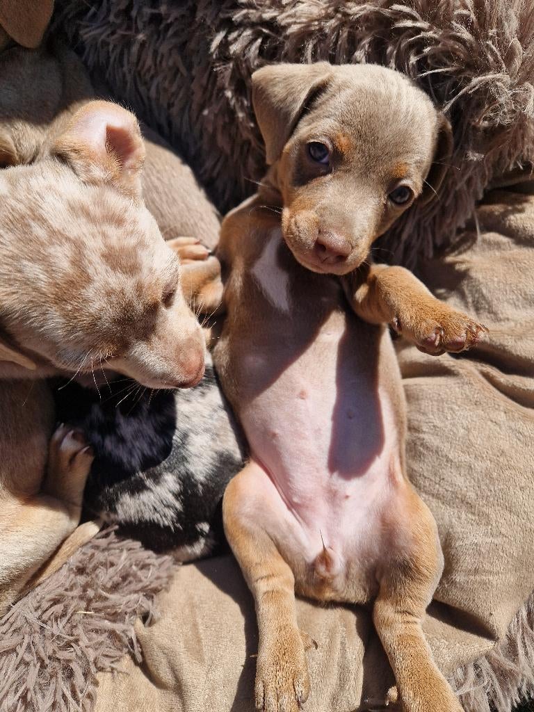 Jack Russel pups, 4de generatie, Dieren en Toebehoren, Ophalen, Nieuw