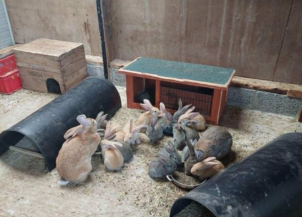 konijnen, Animaux & Accessoires, Lapins, Grand, Plusieurs animaux, 0 à 2 ans