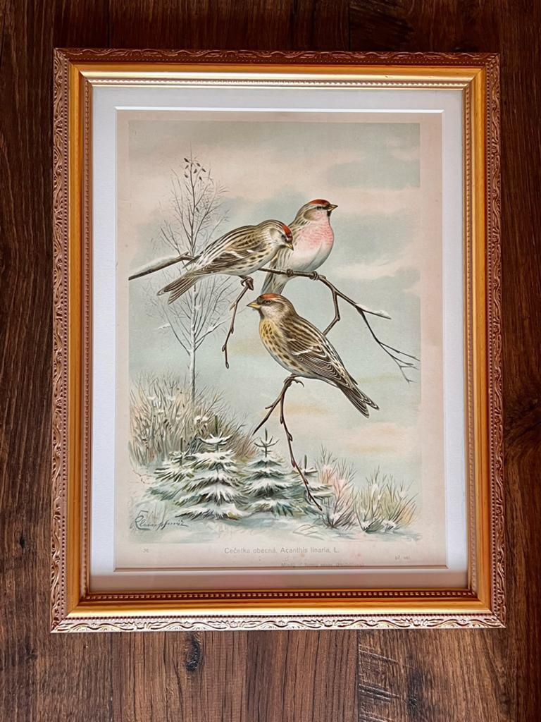 Antieke originele litho barmsijsen vinken Knezourek, Ophalen of Verzenden