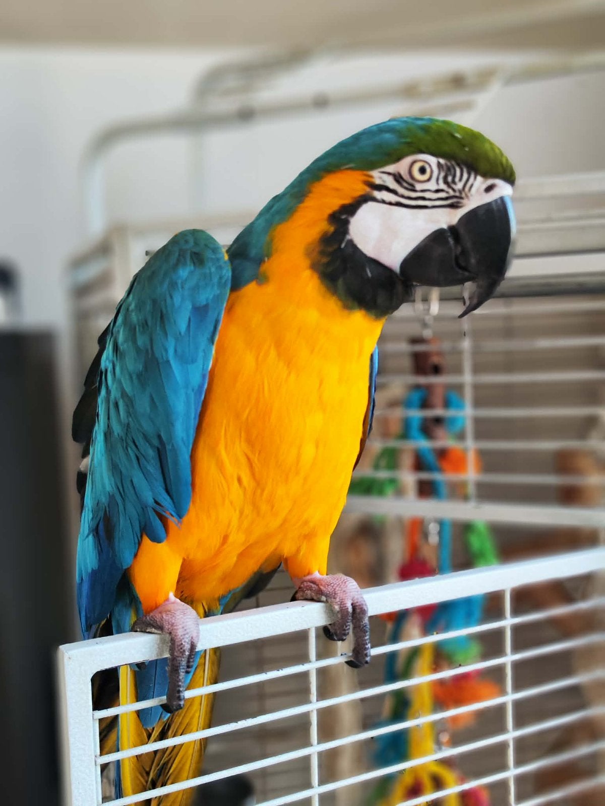 Ara ararauna / blauwgele ara, Animaux & Accessoires, Oiseaux | Perruches & Perroquets, Sexe inconnu, Perroquet, Parleur