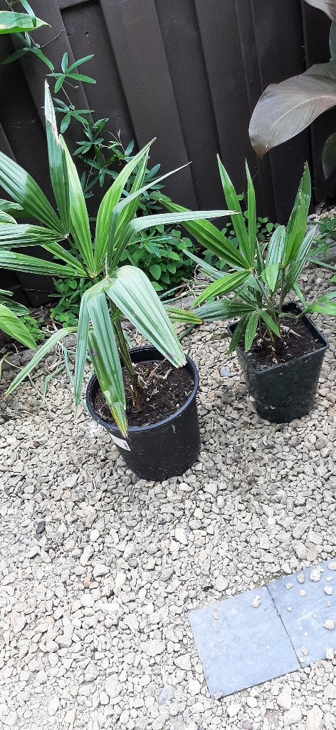 Beperkt aanbod cannas bananenplant en palmboom einde hobby, Tuin en Terras, Planten | Tuinplanten, Ophalen