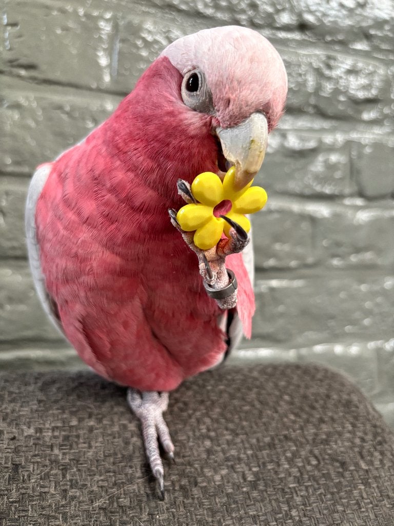 rose kaketoe, Animaux & Accessoires, Mâle, Perroquet, Parleur