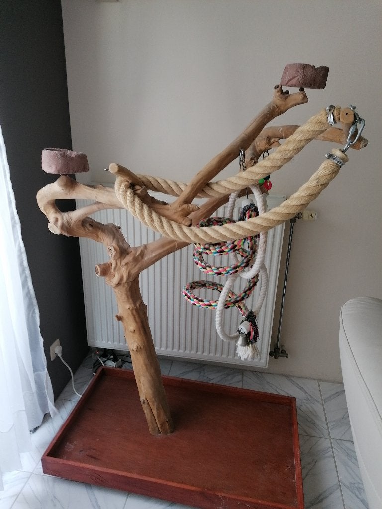 Arbre de Java, caféier et perroquet très grand, Animaux & Accessoires, Oiseaux | Accessoires, Enlèvement, Comme neuf, Autres types