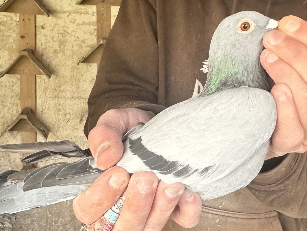 Bewezen kweekduiven, Femelle, Pigeon voyageur