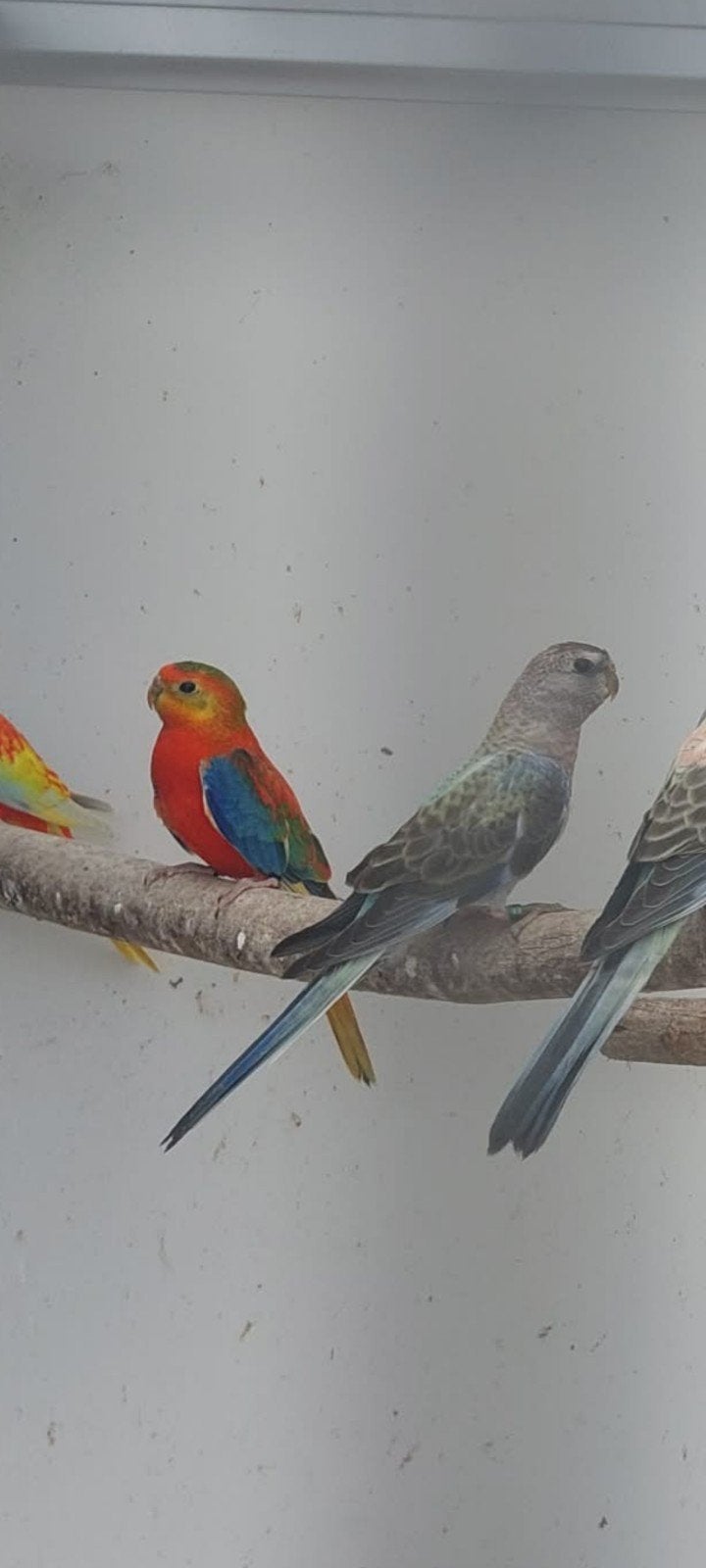 bourke en turquoisine., Bagué