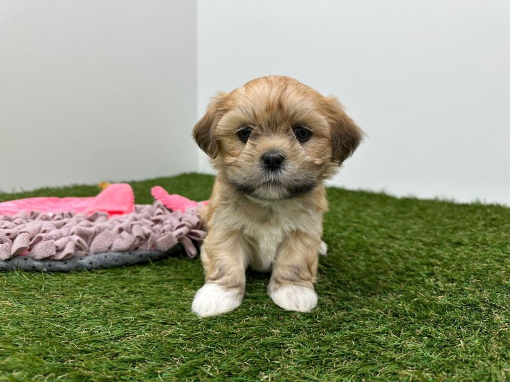 Nestje Lhasa Apso pups, Parvo, België, Overige rassen, 8 tot 15 weken